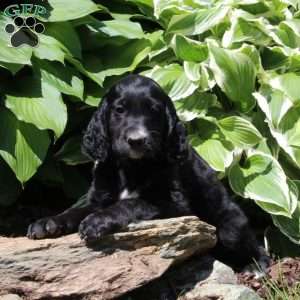 Baxter, Irish Doodle Puppy